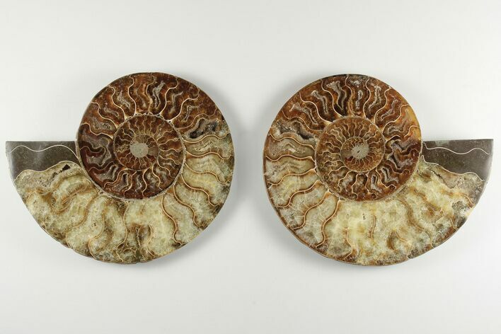 Cut & Polished, Agatized Ammonite Fossil - Madagascar #200143